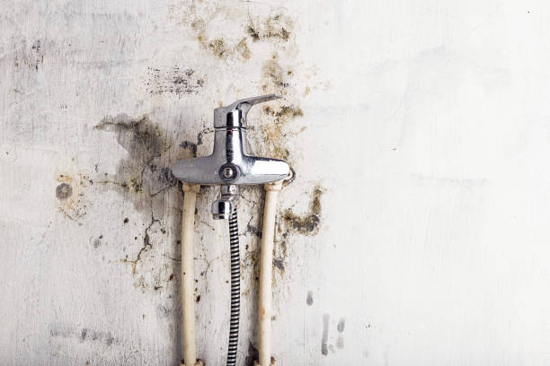Best Mold Removal Company Near Me  in Ravenna, NE