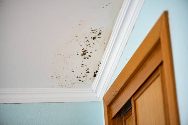 Mold Removal Process in Ravenna, NE