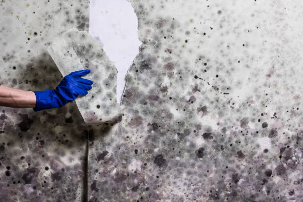 Home Mold Removal in Ravenna, NE